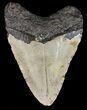 Bargain, Megalodon Tooth - North Carolina #52287-2